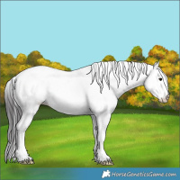 Horse Color:White Spotted Smoky Black