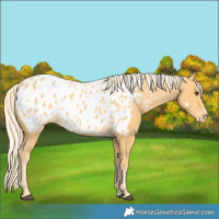 Horse Color:Palomino Appaloosa 