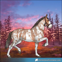 Horse Color:Bay Sabino Varnish 