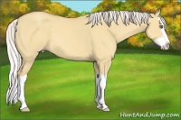 Horse Color:Silver Amber Cream Champagne Dun Splash 