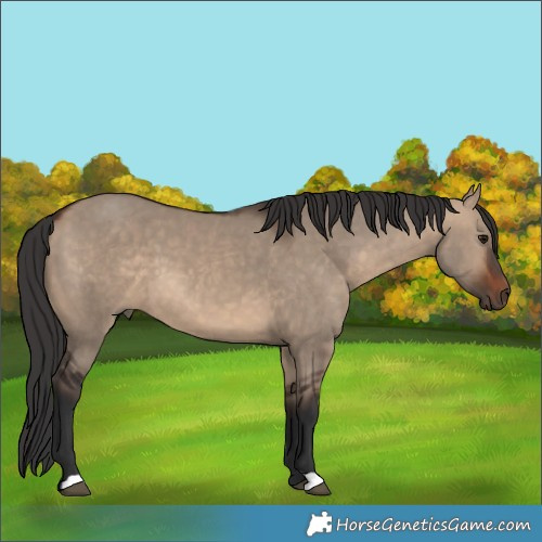 Horse Color:Brown Dun