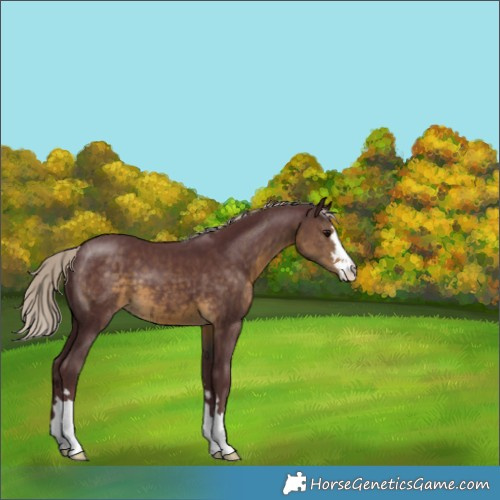Horse Color:Chocolate Silver Smoky Black 