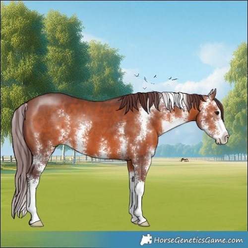 Horse Color:Chocolate Brown Sabino 