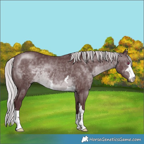 Horse Color:Chocolate Silver Brown Chinchilla 
