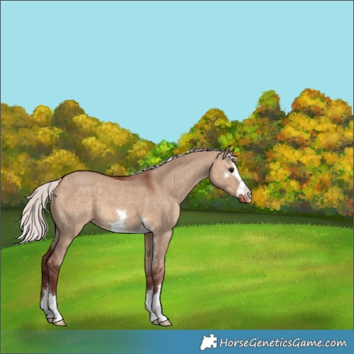 Horse Color:Chocolate Silver Brown Dun Appaloosa 
