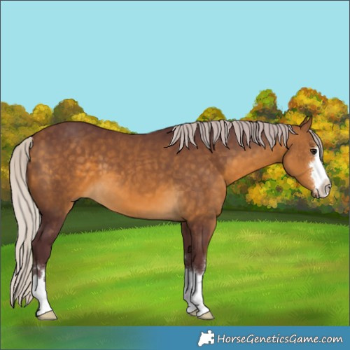 Horse Color:Chocolate Silver Buckskin 