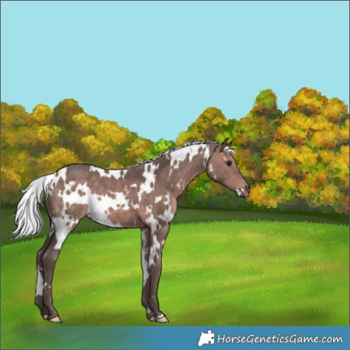 Horse Color:Platinum White Spotted Silver Bay 