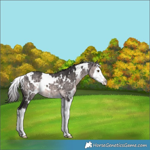 Horse Color:Platinum White Spotted Buckskin Splash Appaloosa 