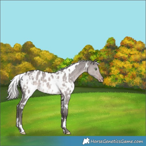 Horse Color:Platinum White Spotted Chocolate Palomino Dun Appaloosa 