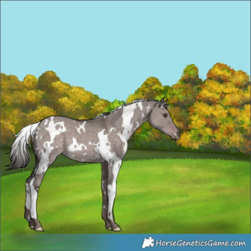 Horse Color:Platinum White Spotted Liver Red Dun 