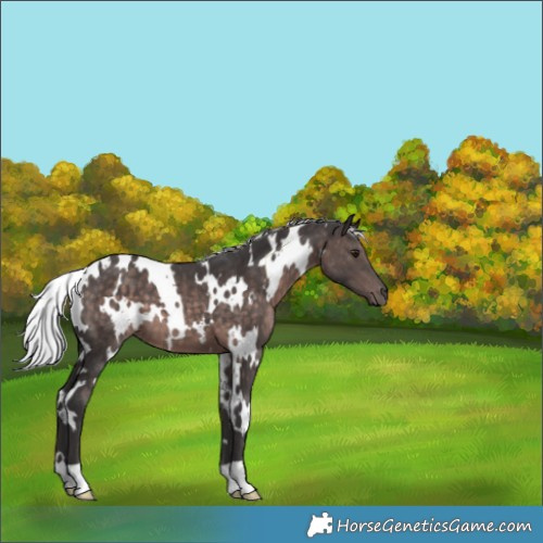 Horse Color:Platinum White Spotted Silver Brown 