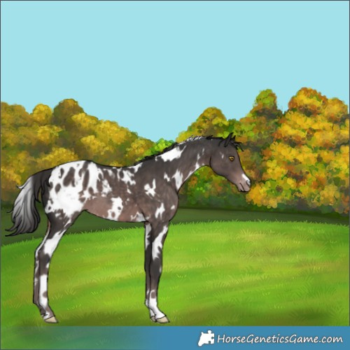Horse Color:Platinum White Spotted Liver Chestnut Appaloosa