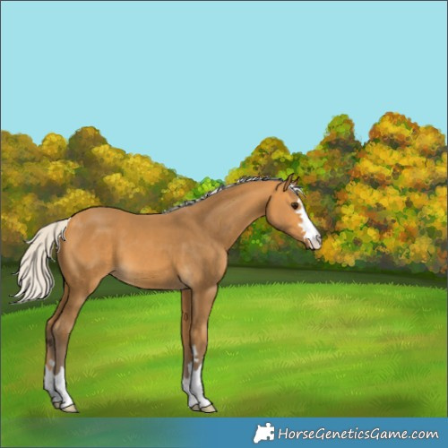 Horse Color:Silver Buckskin 