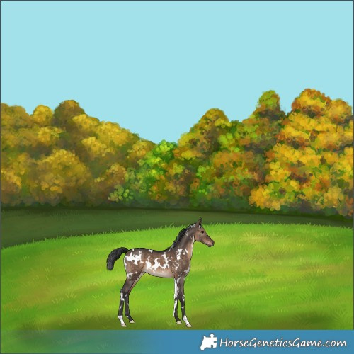 Horse Color:White Spotted Brown Dun 