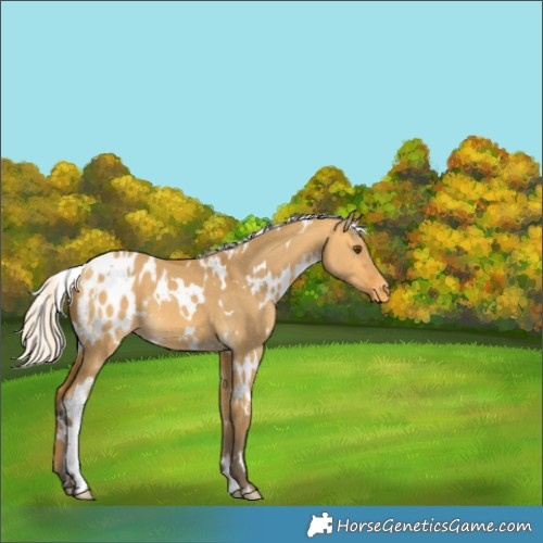 Horse Color:White Spotted Silver Buckskin Dun Appaloosa 