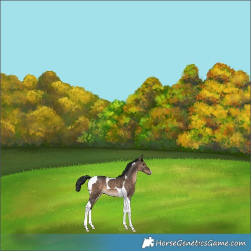 Horse Color:Brown Dun Tobiano 