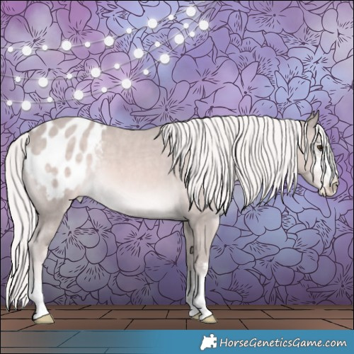 Horse Color:Platinum Palomino Appaloosa