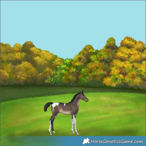 Horse Color:Brown Dun Tobiano 