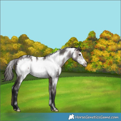 Horse Color:Platinum White Spotted Brown Dun Frame Appaloosa 