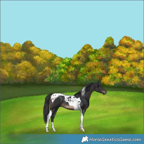 Horse Color:Brown Tobiano 