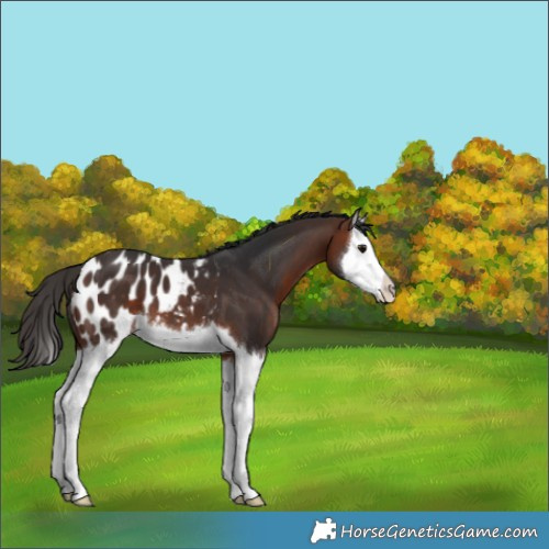 Horse Color:Bay Splash Appaloosa 