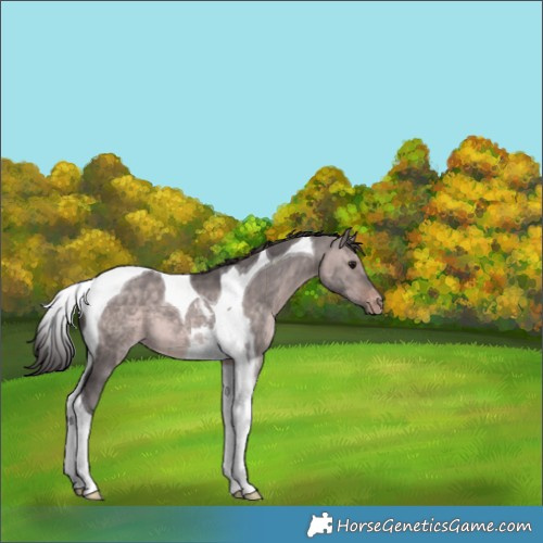 Horse Color:Platinum Bay Dun Tobiano Appaloosa 