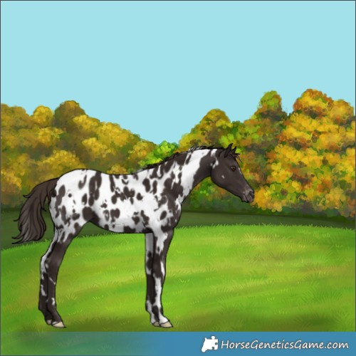 Horse Color:White Spotted Liver Chestnut Appaloosa 