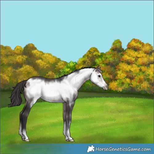 Horse Color:Platinum Buckskin Frame