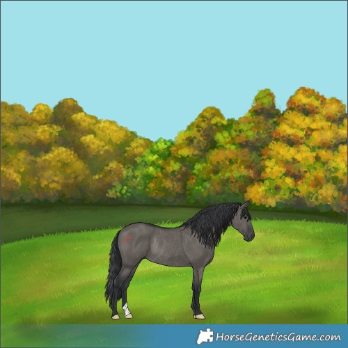 Horse Color:Grullo Rabicano 