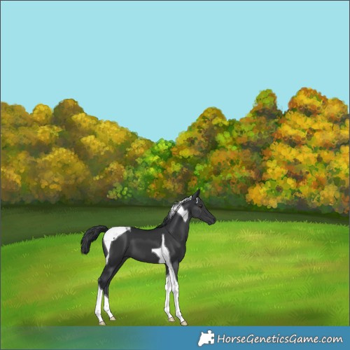 Horse Color:Black Tobiano 