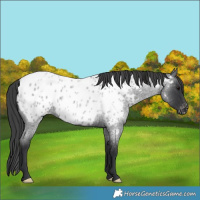 Horse Color:Blue Roan Near Leopard