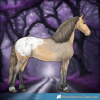 Horse Color:Buckskin Appaloosa 