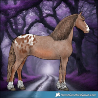 Horse Color:Chestnut Appaloosa 