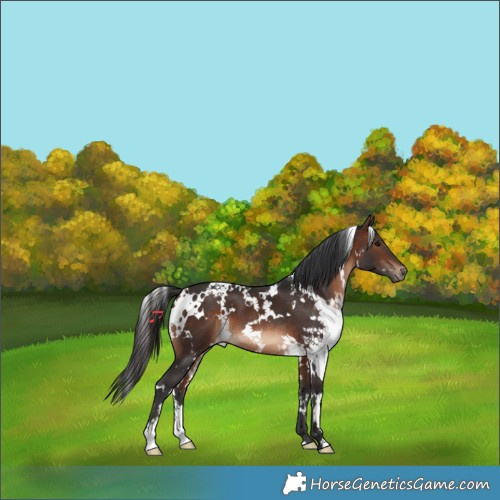 Horse Color:White Spotted Brown 