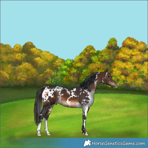 Horse Color:White Spotted Brown 
