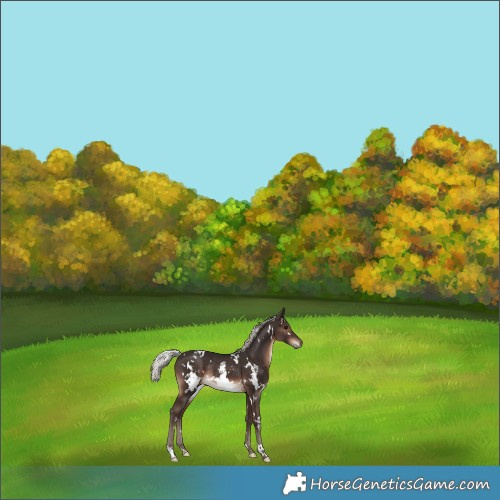 Horse Color:White Spotted Silver Brown Rabicano 