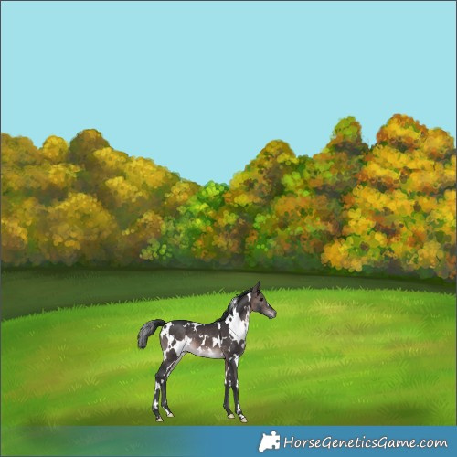 Horse Color:Platinum White Spotted Brown 