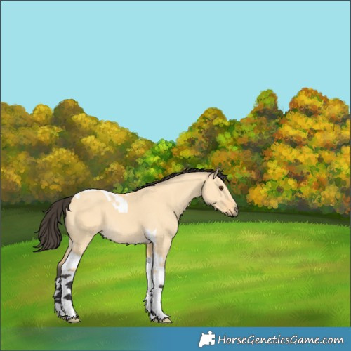 Horse Color:Buckskin Dun Tobiano