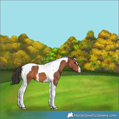 Horse Color:Bay Tobiano 