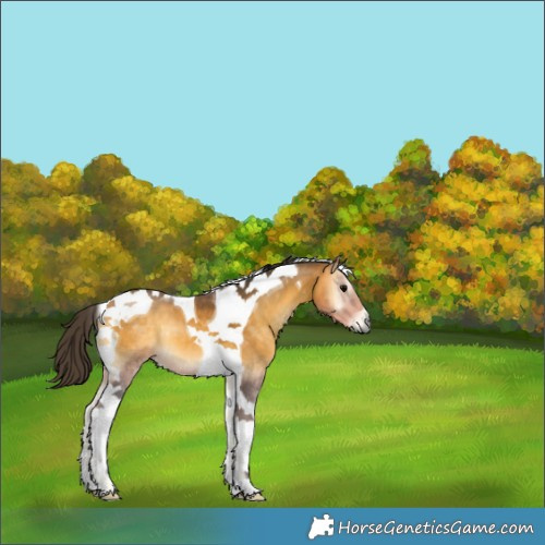 Horse Color:Buckskin Onyx Tobiano 