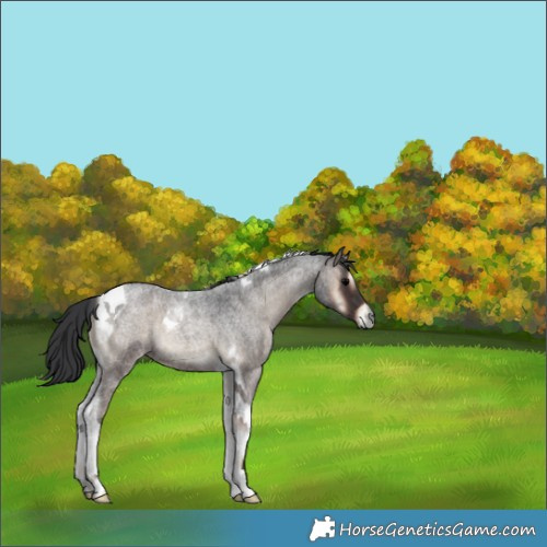 Horse Color:Blue Onyx Roan Tobiano 