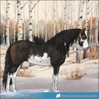 Horse Color:Gray White Spotted Buckskin 