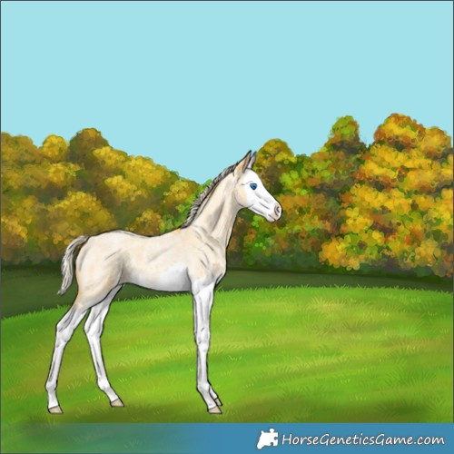 Horse Color:Palomino Ice Roan Splash 