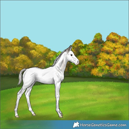 Horse Color:Silver Blue Ice Roan Splash Tobiano Appaloosa 