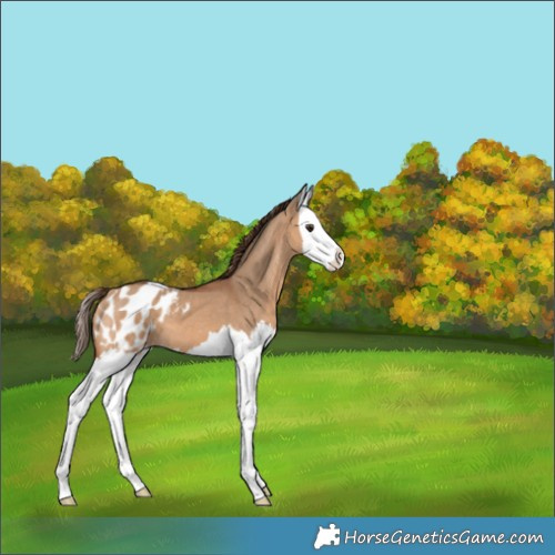 Horse Color:Bay Dun Splash Blanket 