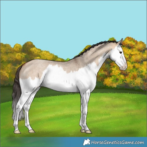 Horse Color:Bay Roan Dun Splash 