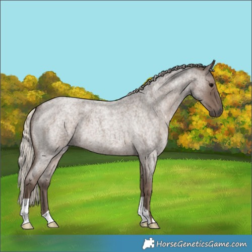 Horse Color:Silver Blue Roan 