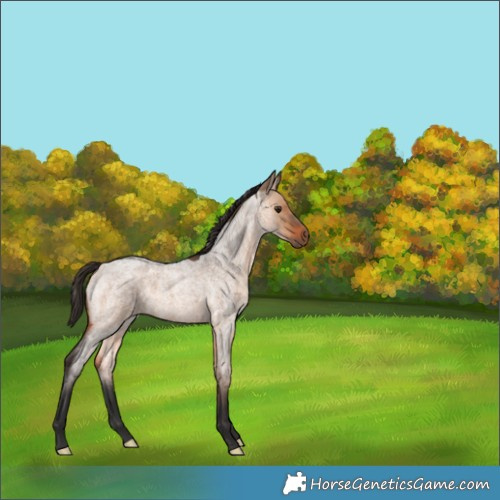 Horse Color:Bay Roan Dun 