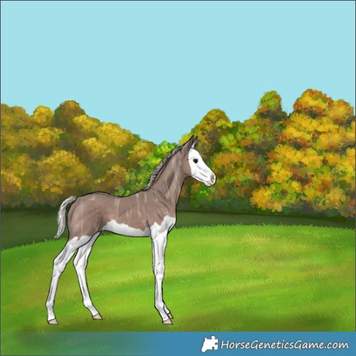 Horse Color:Silver Black Ice Splash 