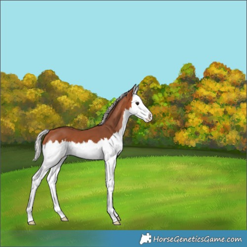 Horse Color:Silver Bay Splash 